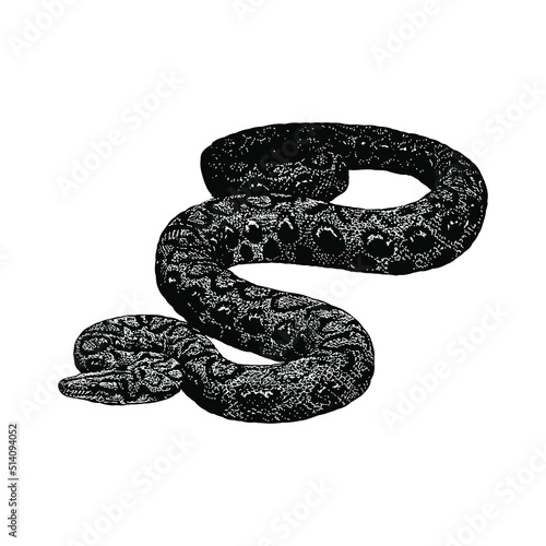 rainbow boa hand drawing vector illustration isolated on background