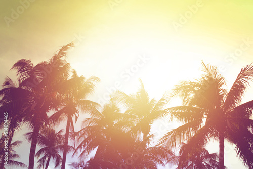 palm trees at tropical coast. coconut palm trees at sunligth. concept of summer beach. Tropic landscape.