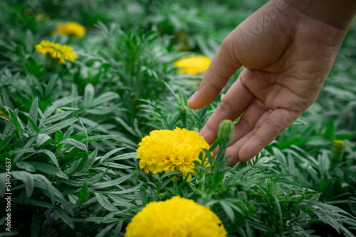 beautiful yellow marigold flower. woman hand picking marigold flowers in garden. flower with nature green leaves background.