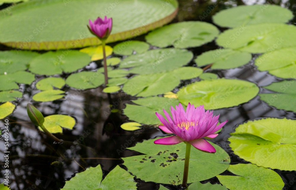 Fuchsia pink water lily blossoms rising out of the water surrounded by many floating lily pads Fuchsia pink water lily blossoms rising out of the water surrounded by many floating lily pads