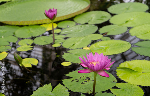 Fuchsia pink water lily blossoms rising out of the water surrounded by many floating lily pads