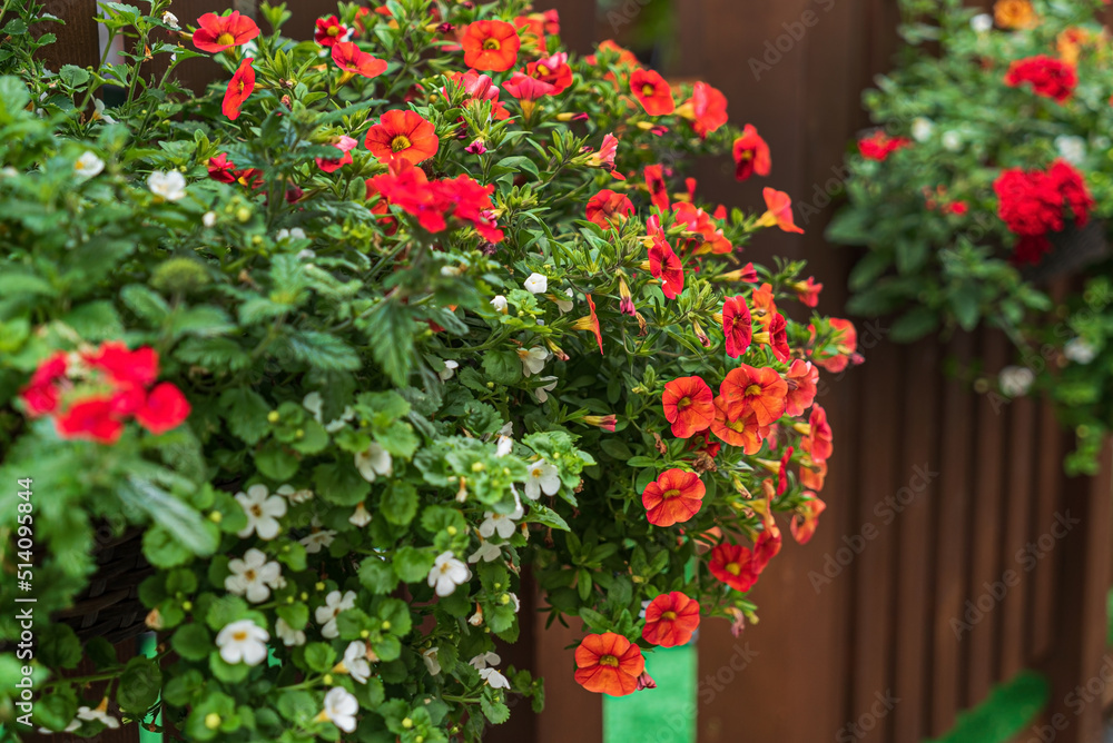 nice flowers in the containers