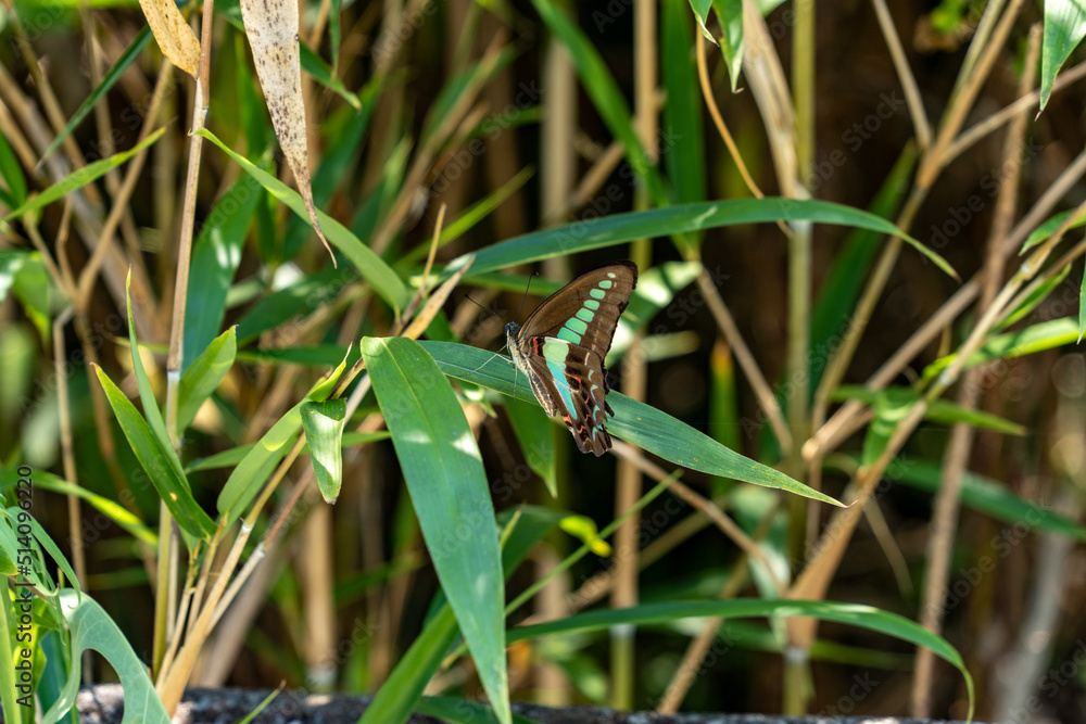 Common Bluebottle - Graphium sarpedon - is resting on top of bamboo leaf.