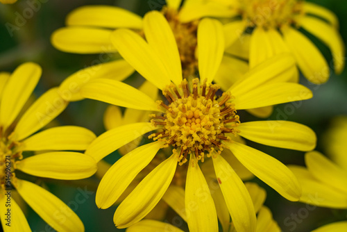 Flowers of Green leopard plant are bloom in Fukuoka city, JAPAN.