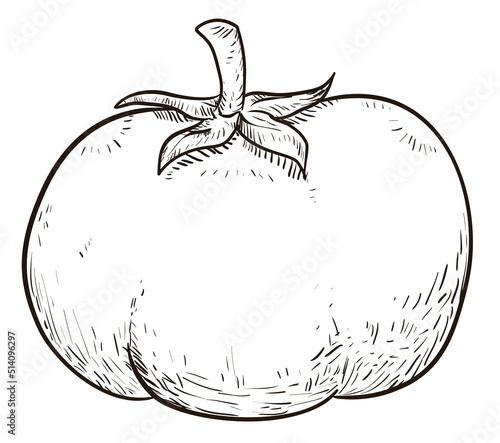 Tomato with pedicel and sepal in hand drawn style, Vector illustration
