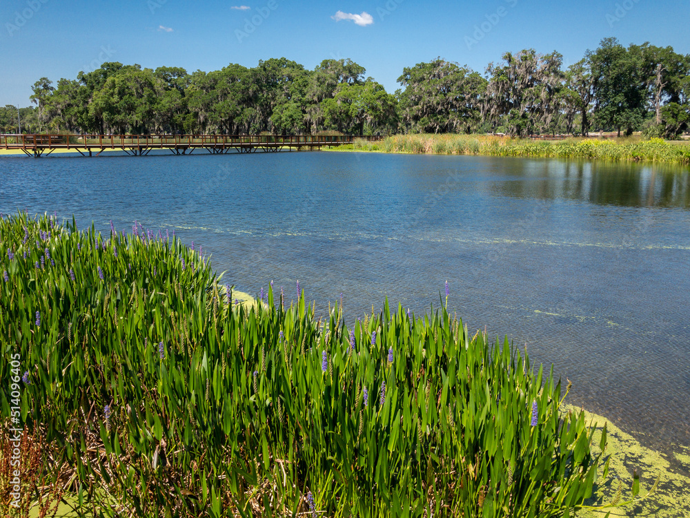Ocala Wetlands Recharge Park pond and vegetation Ocala Wetlands Recharge Park pond and vegetation