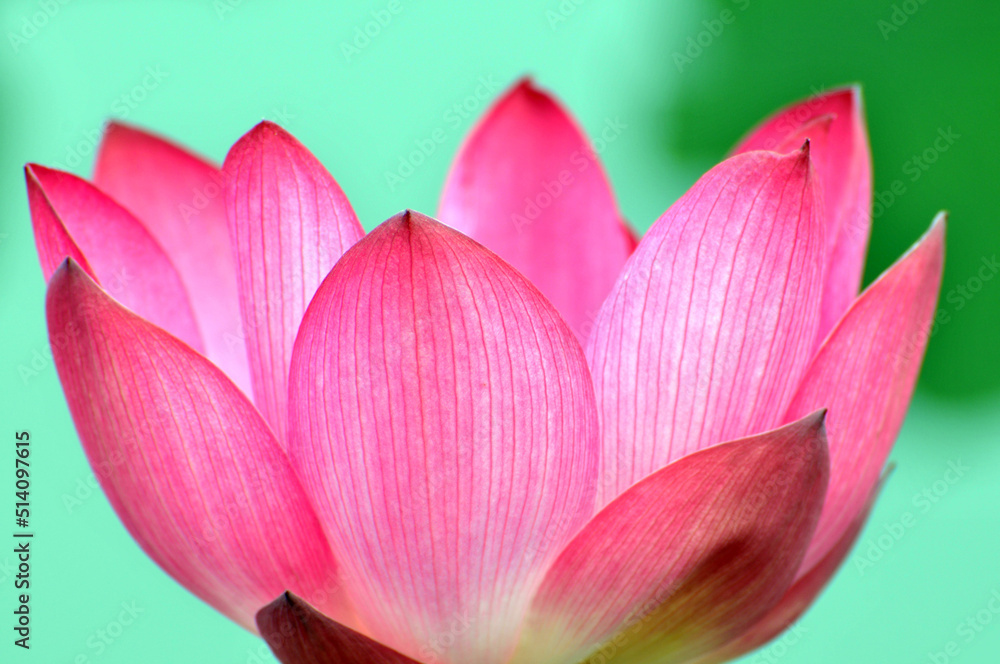 Blossoming lotus flowers