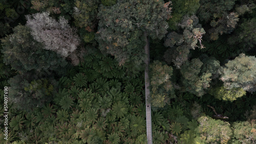 Aerial view of Tarra Bulga National Park Victoria Melbourne