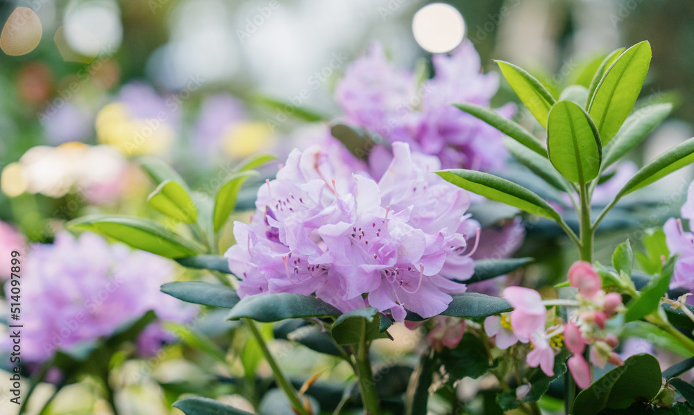 Blooming flowers in garden Blooming flowers in garden