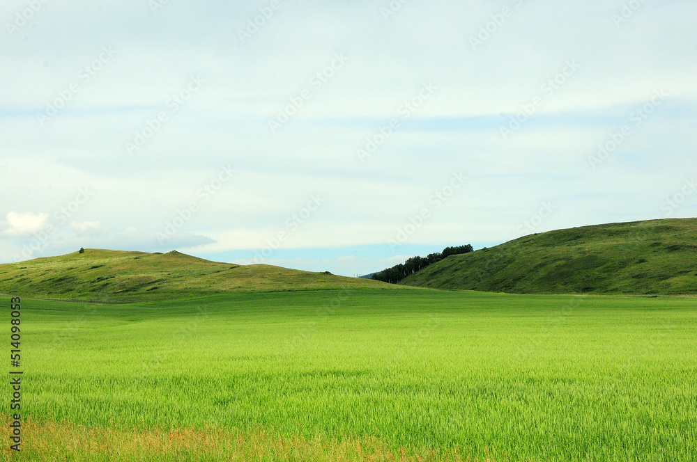 Fototapeta premium A field of growing oats at the foot of a ridge of high hills.