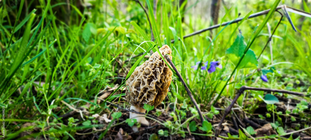 Springtime Morel 