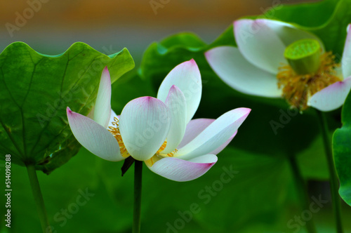 Blossoming lotus flowers