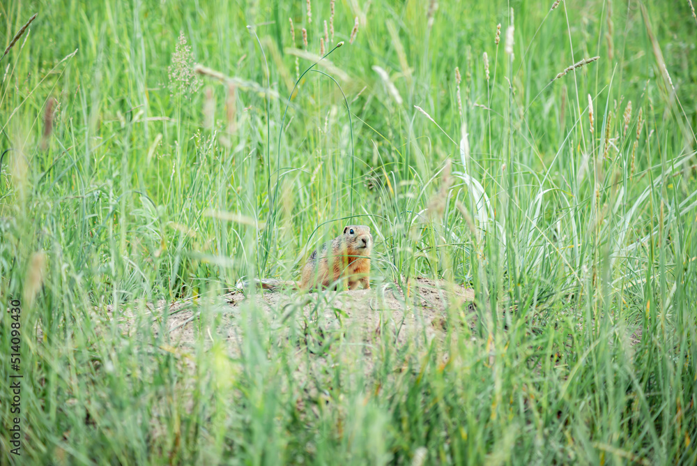 an adult wild gopher sits among the tall grass near his home an adult wild gopher sits among the tall grass near his home