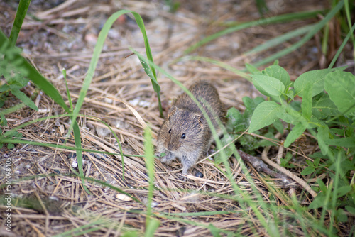 a small wild mouse in the forest crawls among the grass. The color of the animal disguises itself as the environment photo