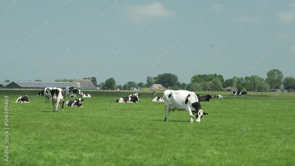 Dairy cows grazing on fresh green grass in Friesland The Netherlands. Agricultural field with black and white spotted Friesian cows on a sunny day with blue sky. Dairy cows grazing on fresh green grass in Friesland The Netherlands. Agricultural field with black and white spotted Friesian cows on a sunny day with blue sky.