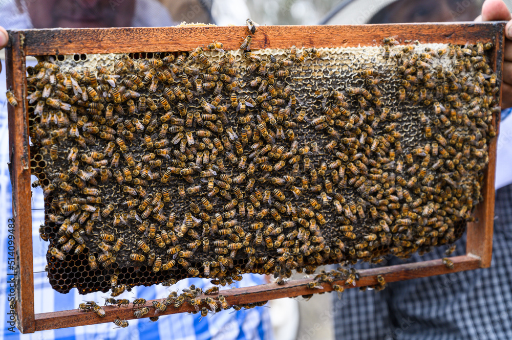 A beekeeper holds a frame with bees. Honey production. Apiary in nature. Natural food. bees on A beekeeper holds a frame with bees. Honey production. Apiary in nature. Natural food. bees on