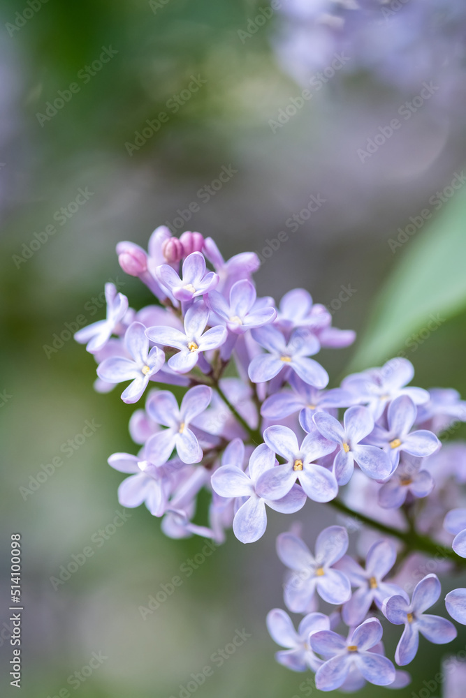 beautiful lilac branches close-up. Background. beautiful lilac branches close-up. Background.