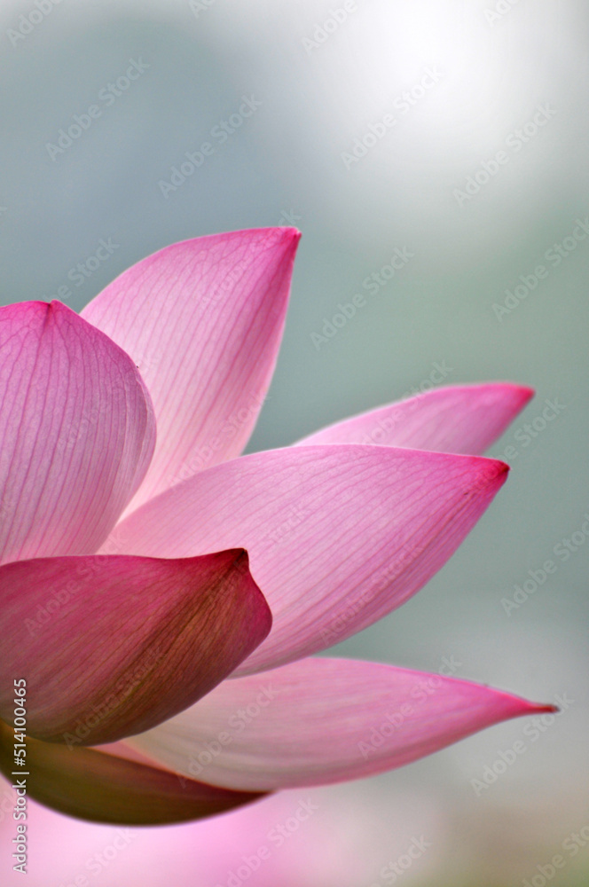 Blossoming lotus flowers Blossoming lotus flowers