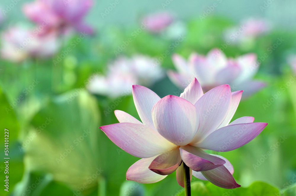 Blossoming lotus flowers Blossoming lotus flowers