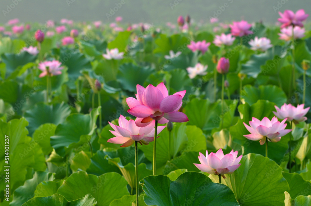 Blossoming lotus flowers