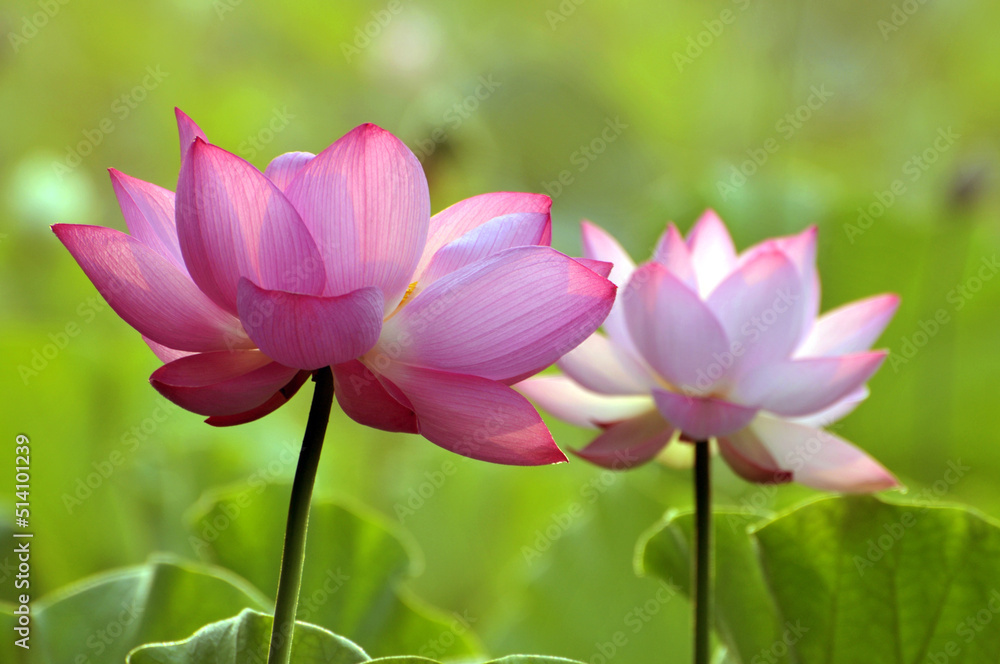 Blossoming lotus flowers