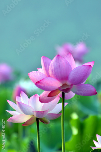 Blossoming lotus flowers