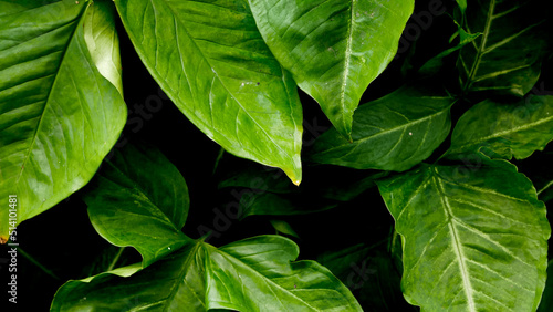 Tropical green leaf, nature dark backgrounds.