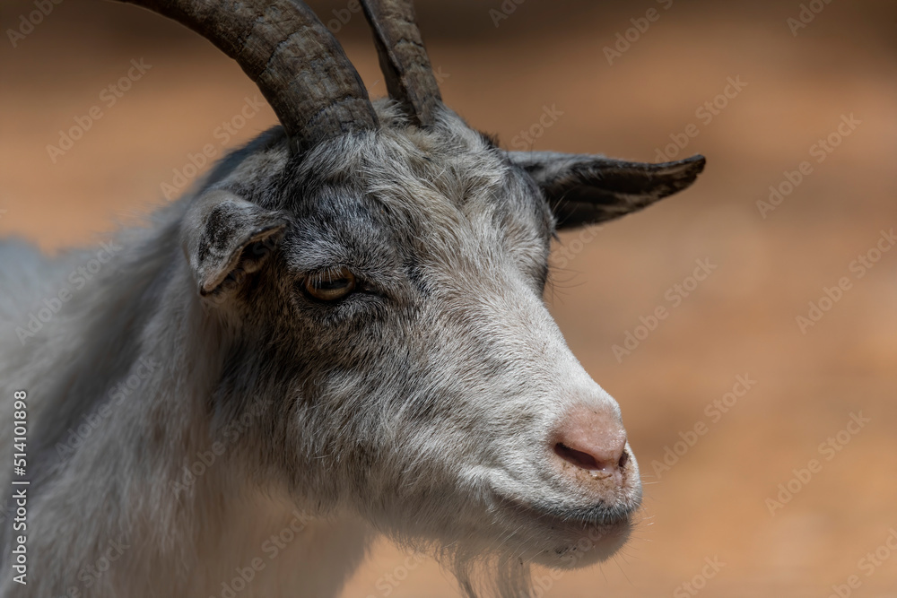 The American Pygmy goat is an American breed of achondroplastic goat. The American Pygmy goat is an American breed of achondroplastic goat.