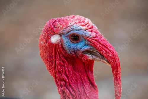 Close-up of the head of a domestic turkey - male.
