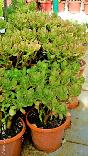 Beautiful plants of Cotyledon orbiculata in Nursery garden pot commonly known as pigs or dogs ear or round leafed navel wort