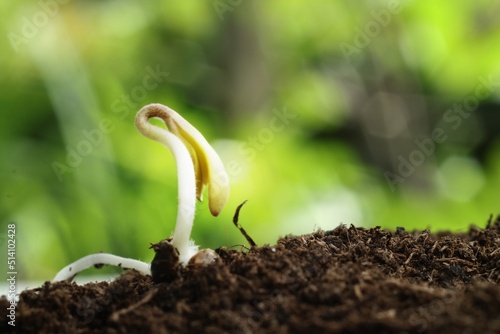 Seedling are sprouting from fertile ground.