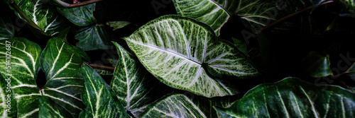 Syngonium podophyllum, a tropical plantBeautiful green background in the tropical garden photo