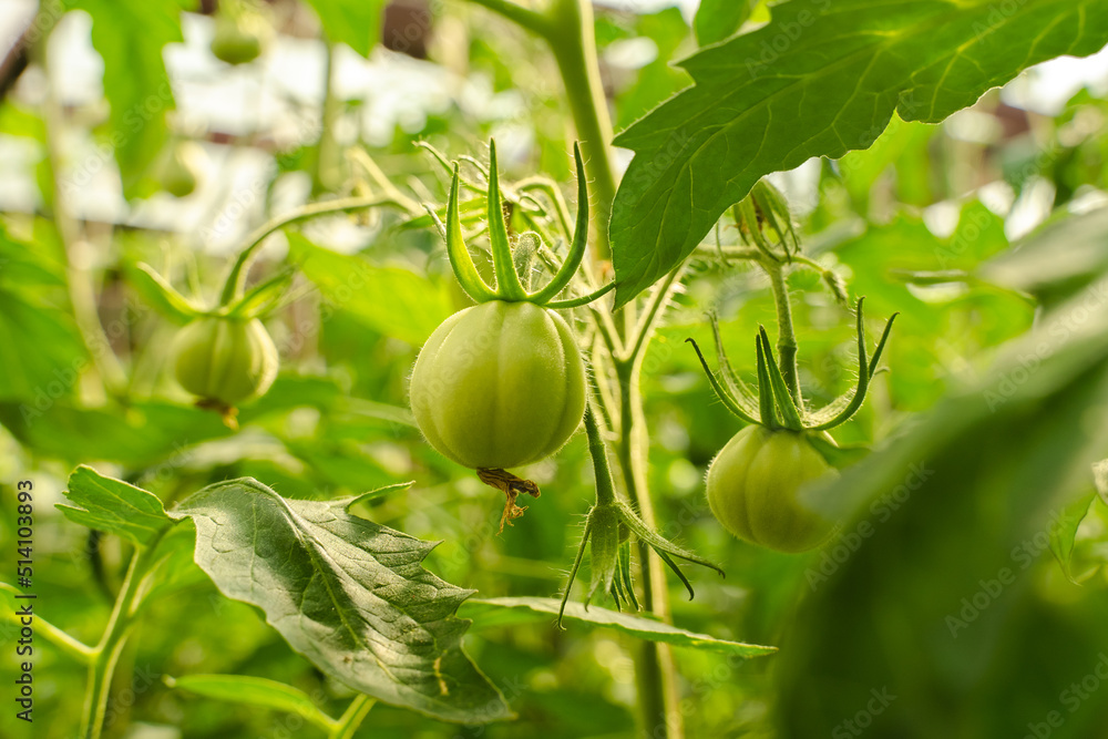 Fototapeta premium Unripe plum Green heirloom tomatoes ripening on vine bush growing in greenhouse. Organic Gardening farm, copy space.Horticulture, Vegetable harvest. eco friendly farming in countryside village.