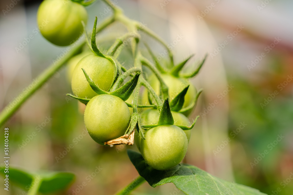 Fototapeta premium Unripe plum Green heirloom tomatoes ripening on vine bush growing in greenhouse. Organic Gardening farm, copy space.Horticulture, Vegetable harvest. eco friendly farming in countryside village.