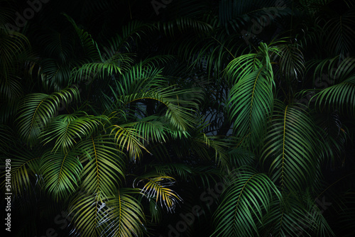 Dark green palm leaves forest background 