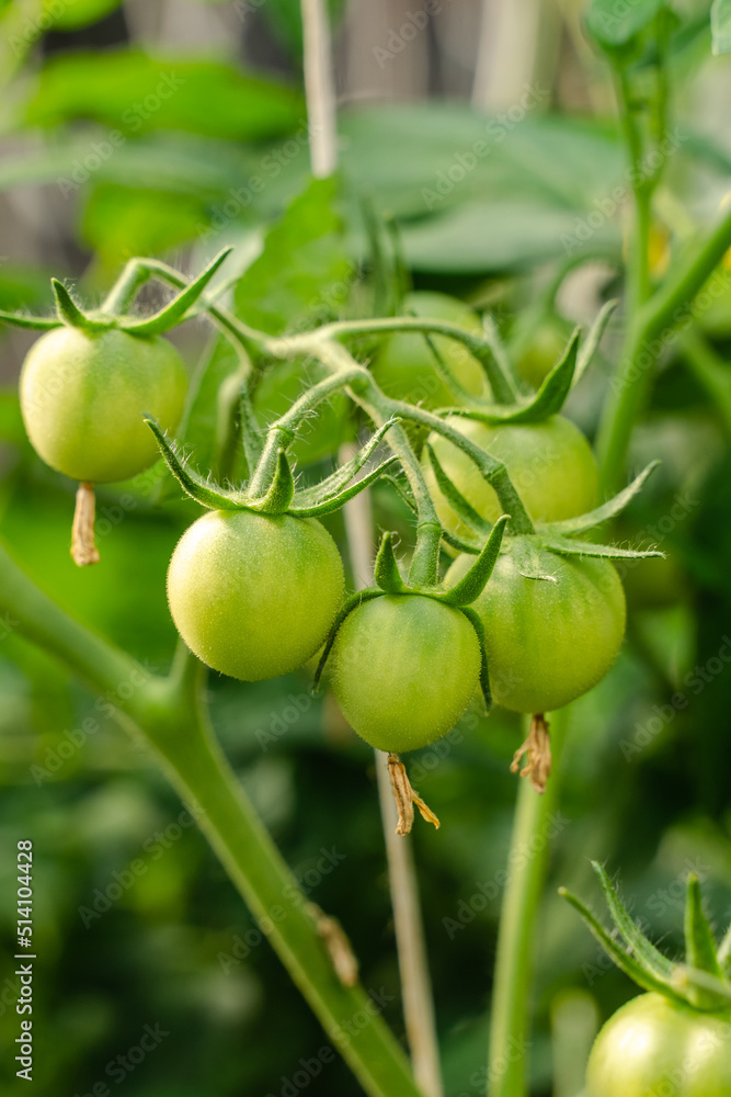 Unripe plum Green heirloom tomatoes ripening on vine bush growing in greenhouse. Organic Gardening farm, copy space.Horticulture, Vegetable harvest. eco friendly farming in countryside village. Unripe plum Green heirloom tomatoes ripening on vine bush growing in greenhouse. Organic Gardening farm, copy space.Horticulture, Vegetable harvest. eco friendly farming in countryside village.