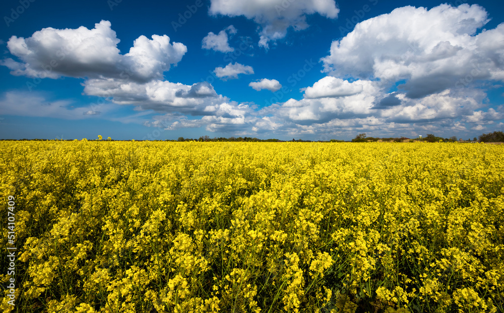 Obraz premium Rapsblüte in Ostfriesland