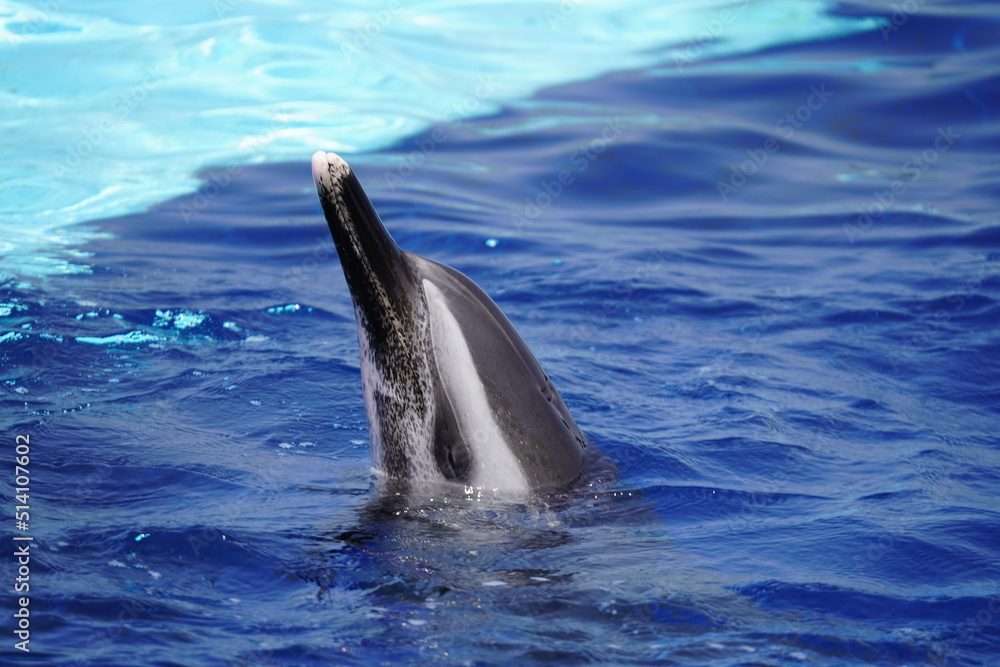 Obraz premium 元気なイルカ達