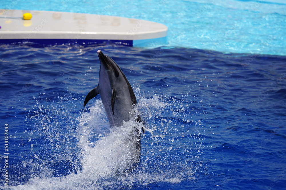 Fototapeta premium 元気なイルカ達