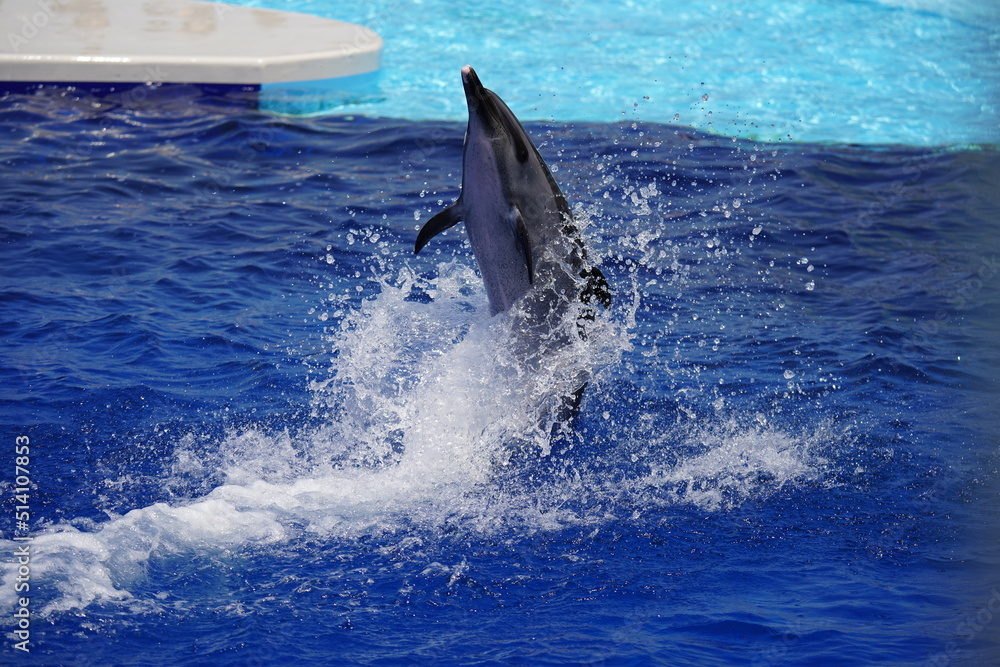 Fototapeta premium 元気なイルカ達
