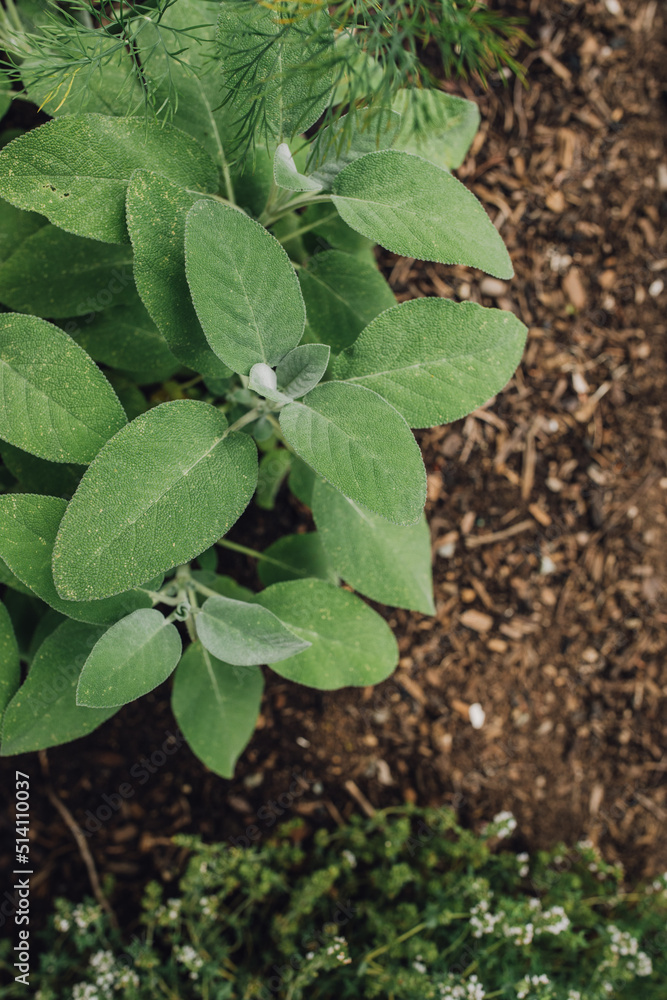 common sage (Salvia officinalis) herb plant in the garden common sage (Salvia officinalis) herb plant in the garden