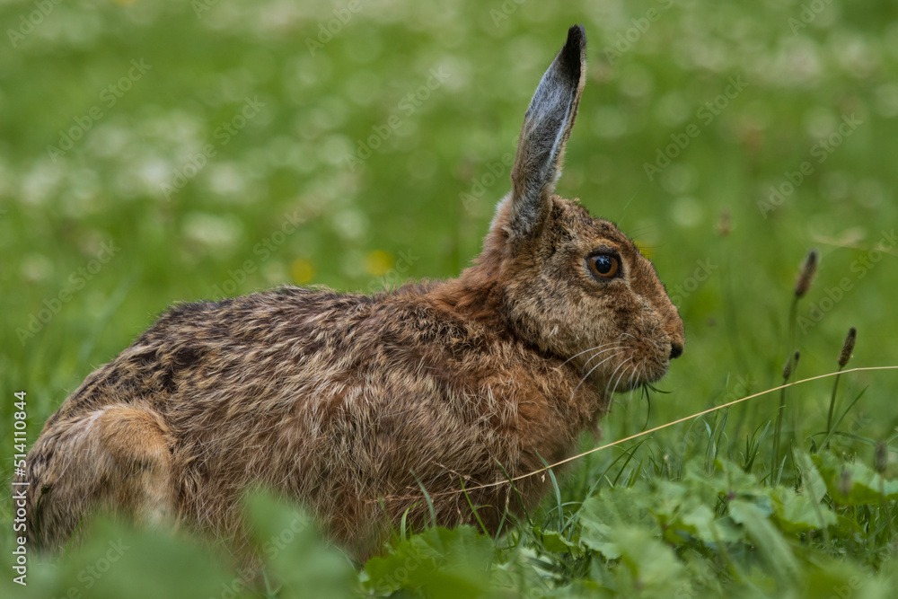 Fototapeta premium Feldhase