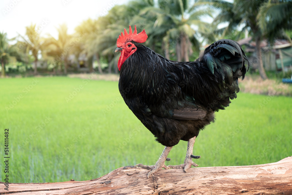black australorp chicken. A rooster standing on a log against a green rice field background. with coconut trees and sunlight in the evening atmosphere.