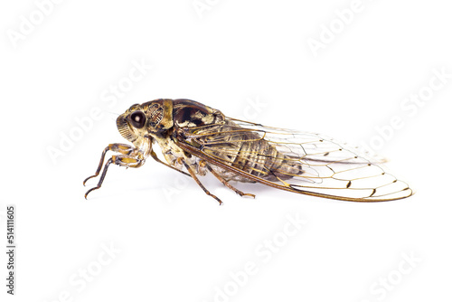 cicada isolated on white background © niwat