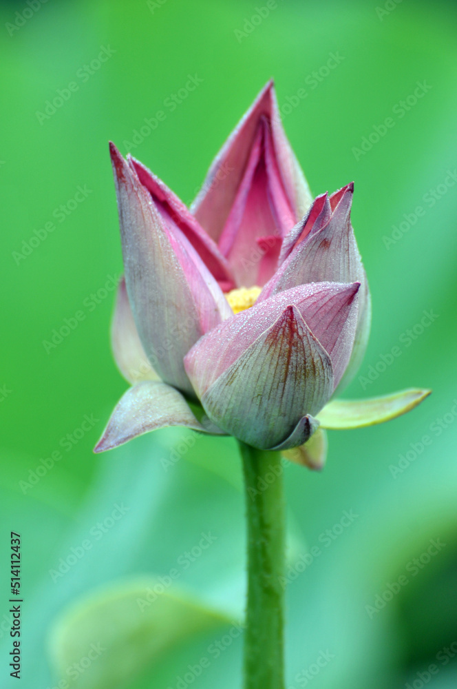 Blossoming lotus flowers Blossoming lotus flowers