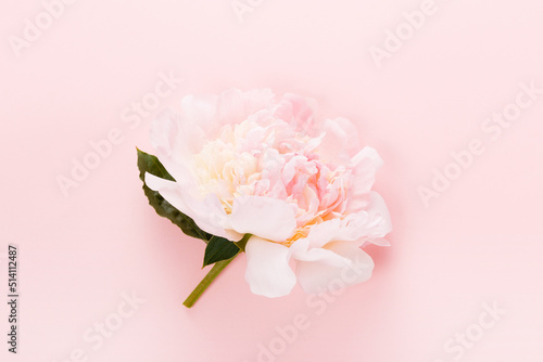 Romantic peony on a pink pastel background © Olga Ionina