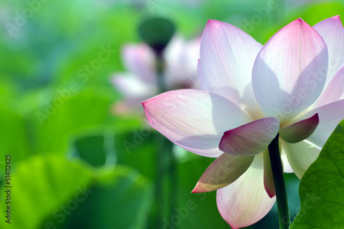 Blossoming lotus flowers