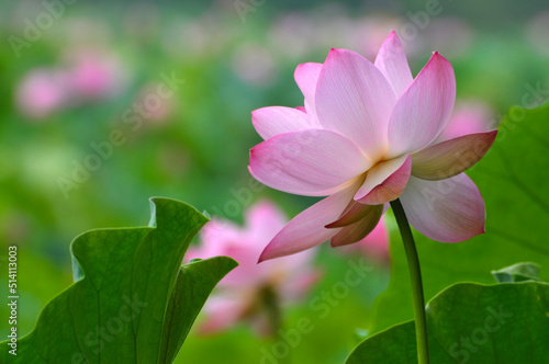 Blossoming lotus flowers © 曹宇
