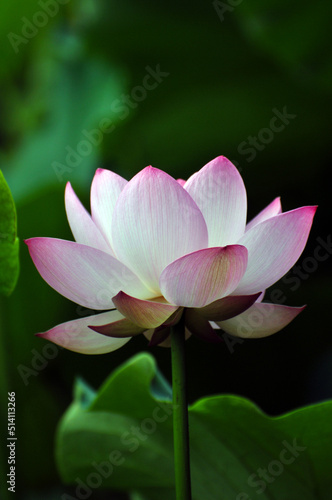 Blossoming lotus flowers