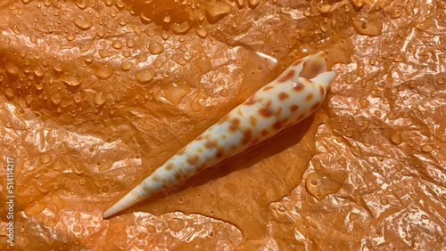 Terebra on the wet orange plastic background photo